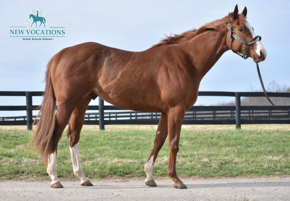 Adoptable Thoroughbred Munny Thief