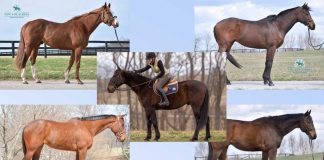 Adoptable Thoroughbreds and Standardbred from New Vocations