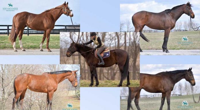 Adoptable Thoroughbreds and Standardbred from New Vocations