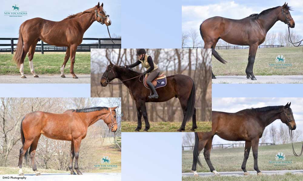 Adoptable Thoroughbreds and Standardbred from New Vocations