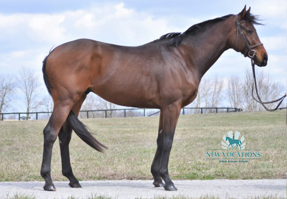 Nick and Zoe, an adoptable Thoroughbred gelding at New Vocations in Lexington, Kentucky