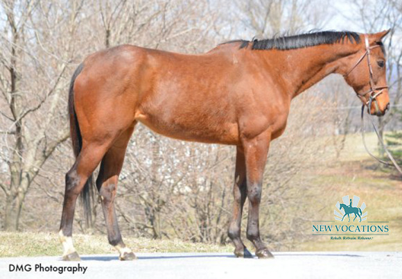 Only One Wish, an adoptable Thoroughbred at New Vocations in Hummelstown, Pennsylvania