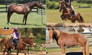 Adoption Drive: Pony Power