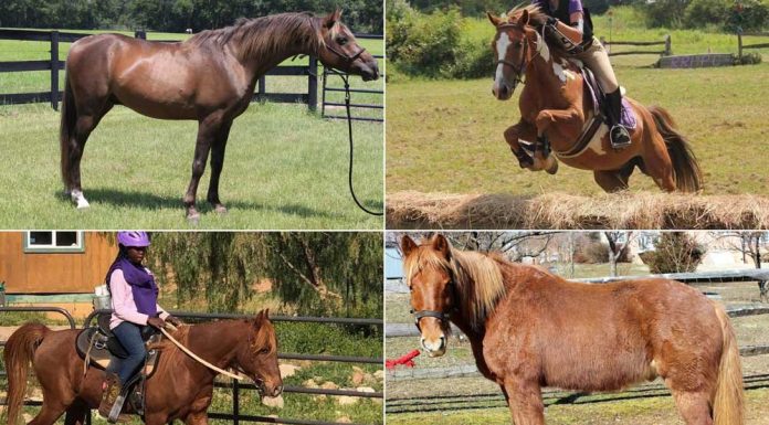 adoption drive: pony power