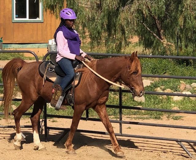 Rahim, an adoptable Arabian pony in California