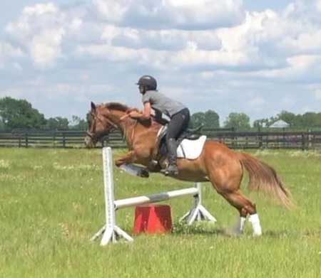 Red, an adoptable Quarter Horse mare in Bell, Florida