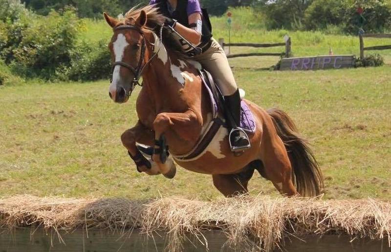 Rhett, an adoptable Quarter Horse cross pony