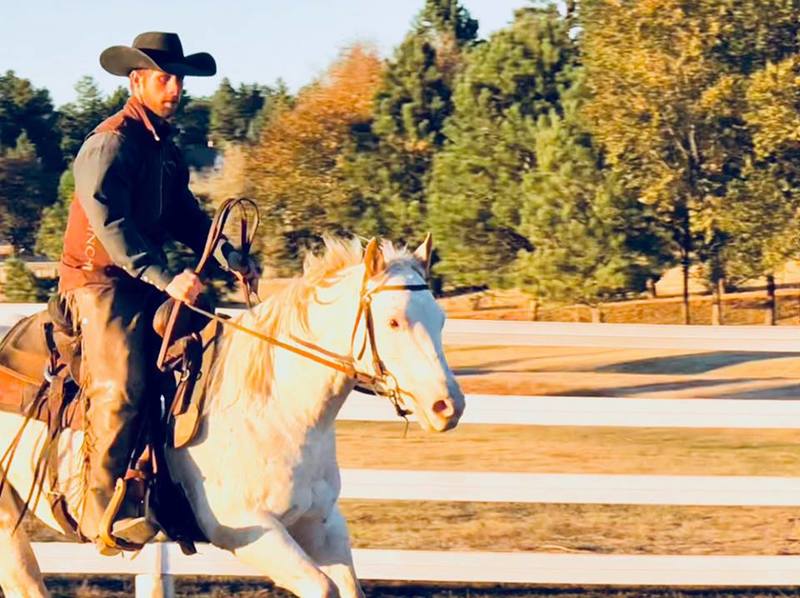 Rocky, an adoptable Appaloosa gelding located in Franktown, Colorado