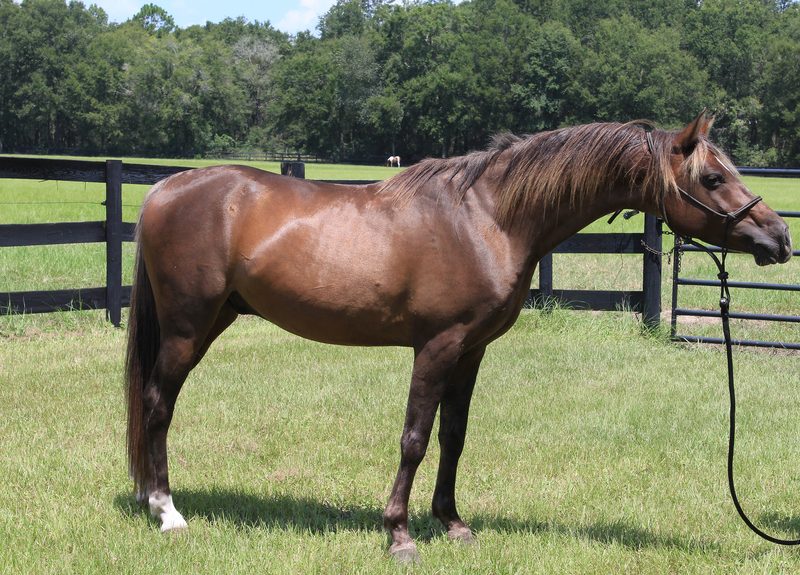 Sultan, an adoptable pony