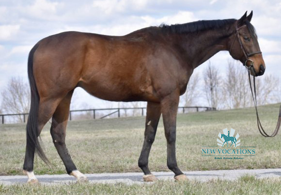 Summation Time, an adoptable Thoroughbred at New Vocations in Lexington, Kentucky