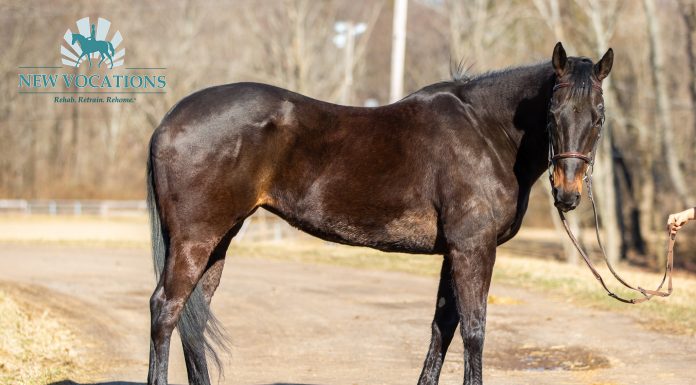 Sweet Heat, an adoptable Thoroughbred at New Vocations in Ohio