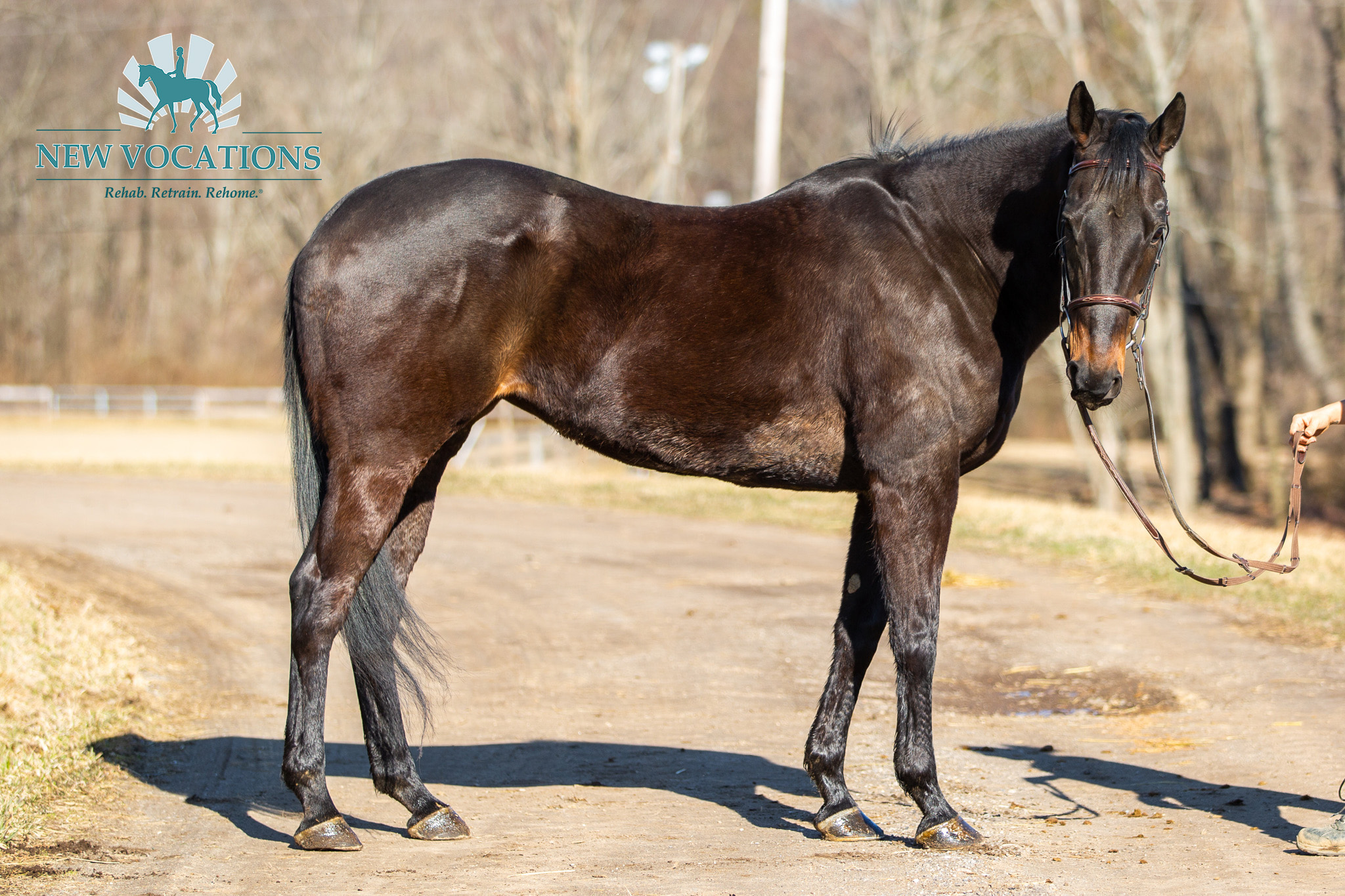 Sweet Heat, an adoptable Thoroughbred at New Vocations in Ohio