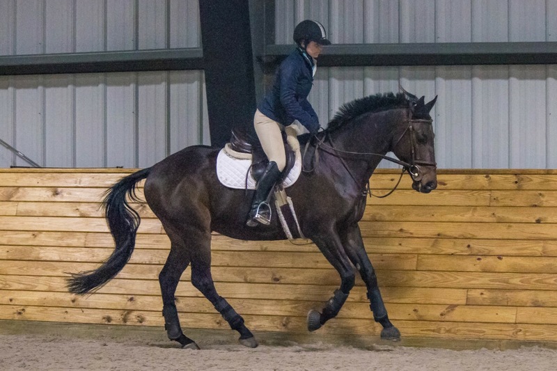 Teddy, an adoptable Thoroughbred/Connemara gelding located in Aldie, Virginia