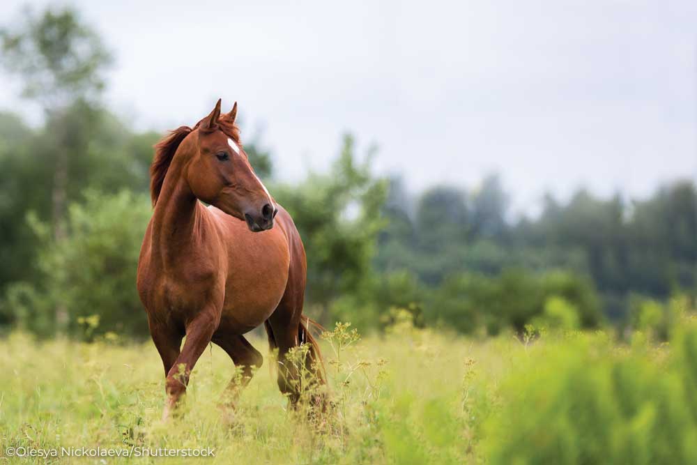 Chestnut horse in a field-horse adoption myths