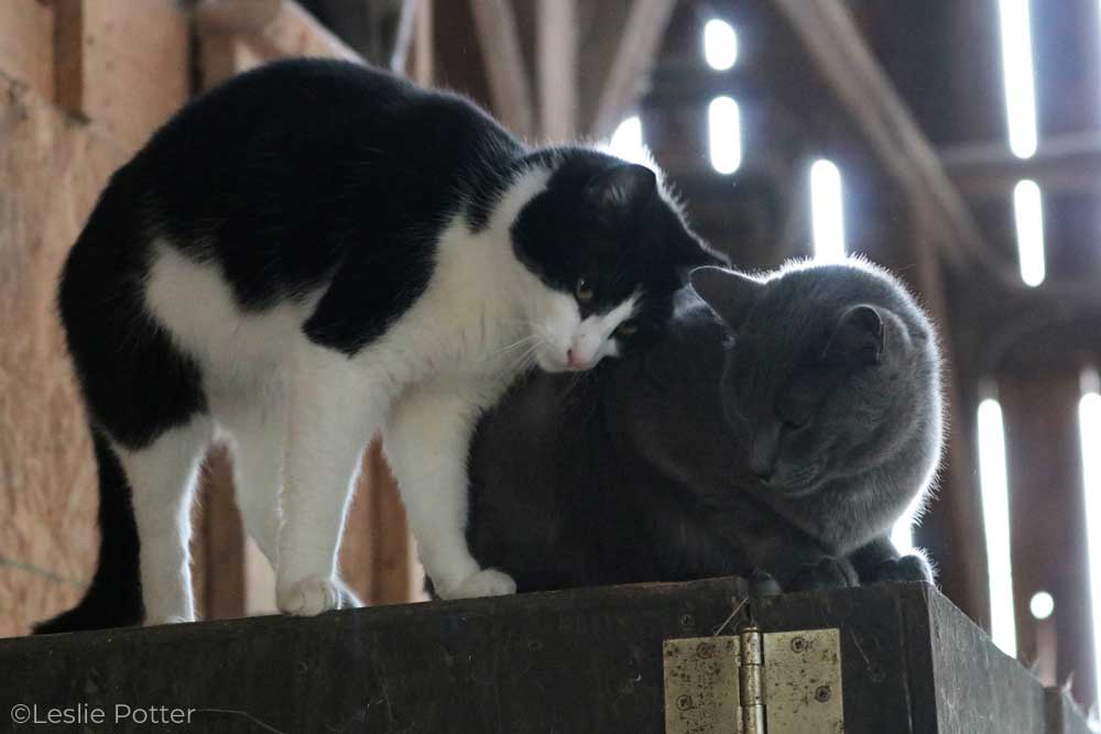Two barn cats