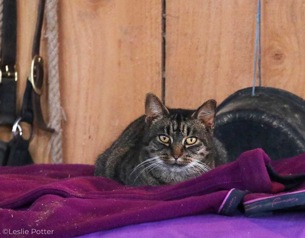 Barn cat napping on a horse's cooler