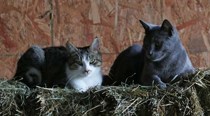 Barn cats lying on a bale of hay