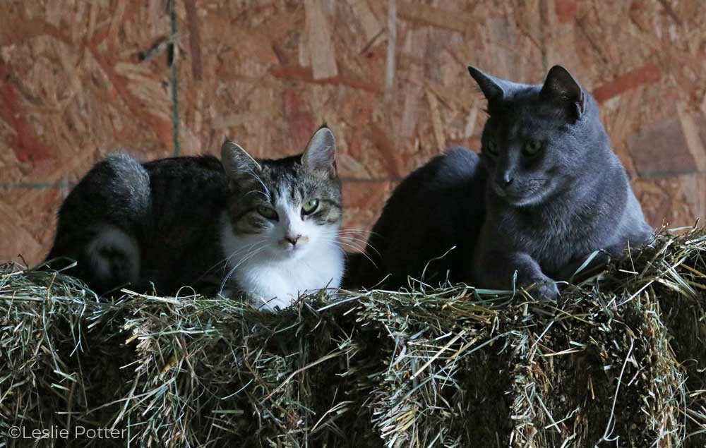 Barn cats lying on a bale of hay