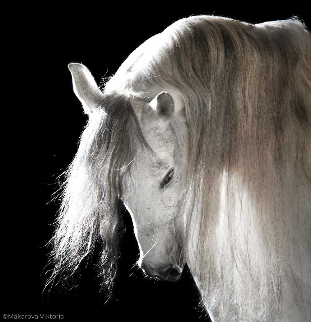 Andalusian horse with a long mane