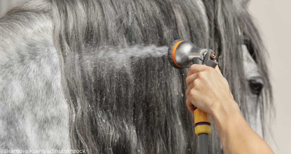 Washing a horse's mane