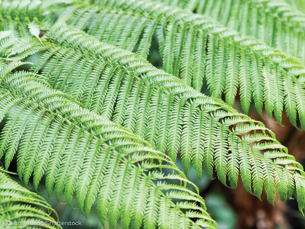 Bracken fern leaves