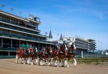 budweiser clydesdales at churchill downs