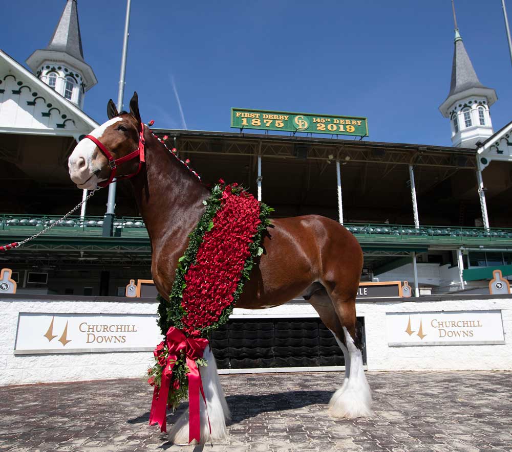 Budweiser Clydesdale at Churchill Downs