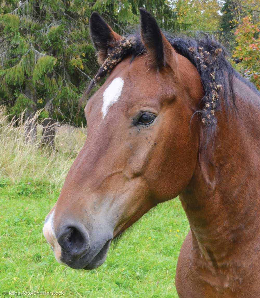 Horse with burdocks tangled in his mane