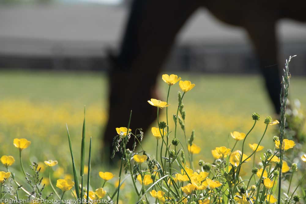 Buttercups in a horse pasture