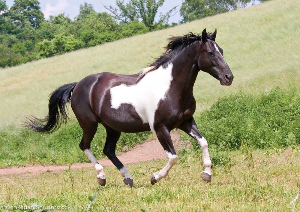 Black and white pinto horse cantering in a field-horse adoption myths