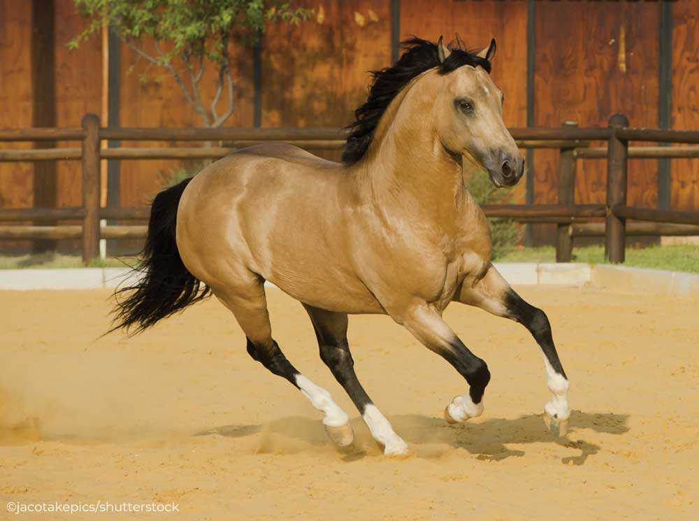 A buckskin horse, which is a unique horse coat color, cantering in a dirt corral