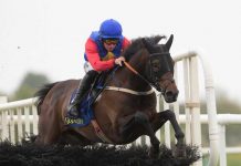 Hurdles racehorse Charle Brune