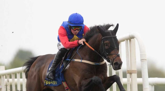 Hurdles racehorse Charle Brune