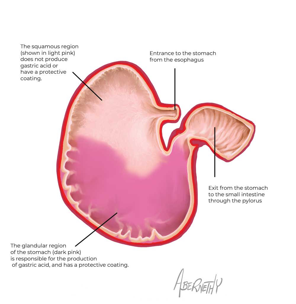 Diagram of a horse's stomach