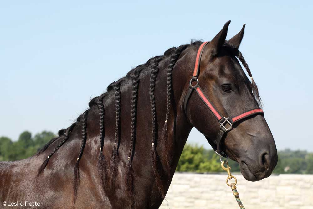 Friesian horse with a mane in maintenance braids
