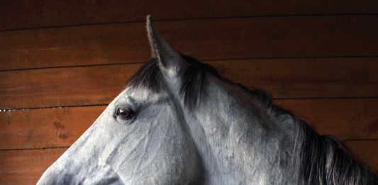 gray horse standing in a stall
