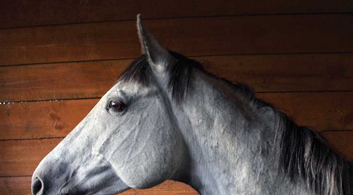 gray horse standing in a stall