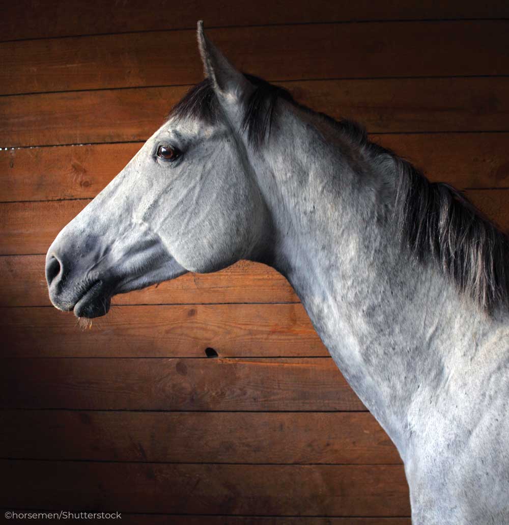 Gray horse standing in a stall