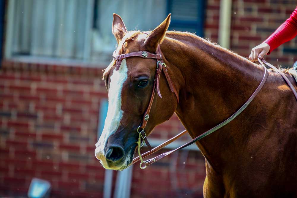 Chestnut horse in a western curb bit