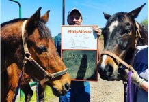 Adoptable horses on the Help a Horse Home kickoff