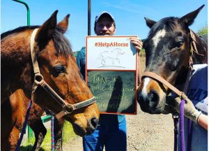 ASPCA Names Winners in 2019 Help a Horse Home Challenge