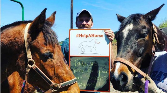 Adoptable horses on the Help a Horse Home kickoff