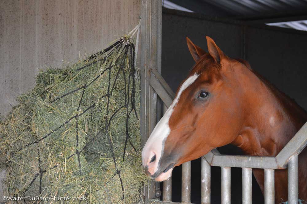 Horse in a stall with a hay net