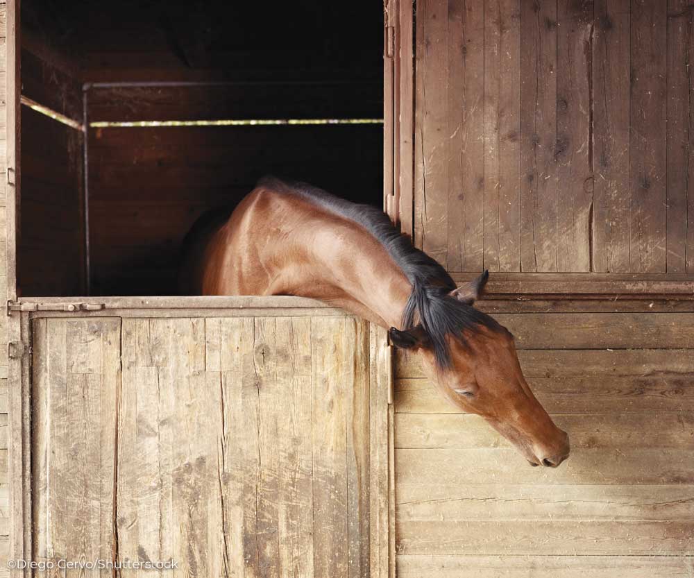 Horse reaching out of stall