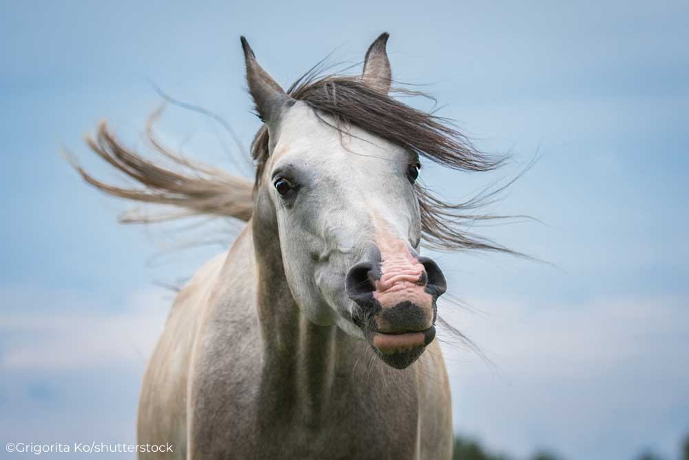 Gray horse with flared nostrils