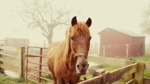 Horse Illustrated’s Horse Adoption Drive: Companion Horses are #WaitingForYou