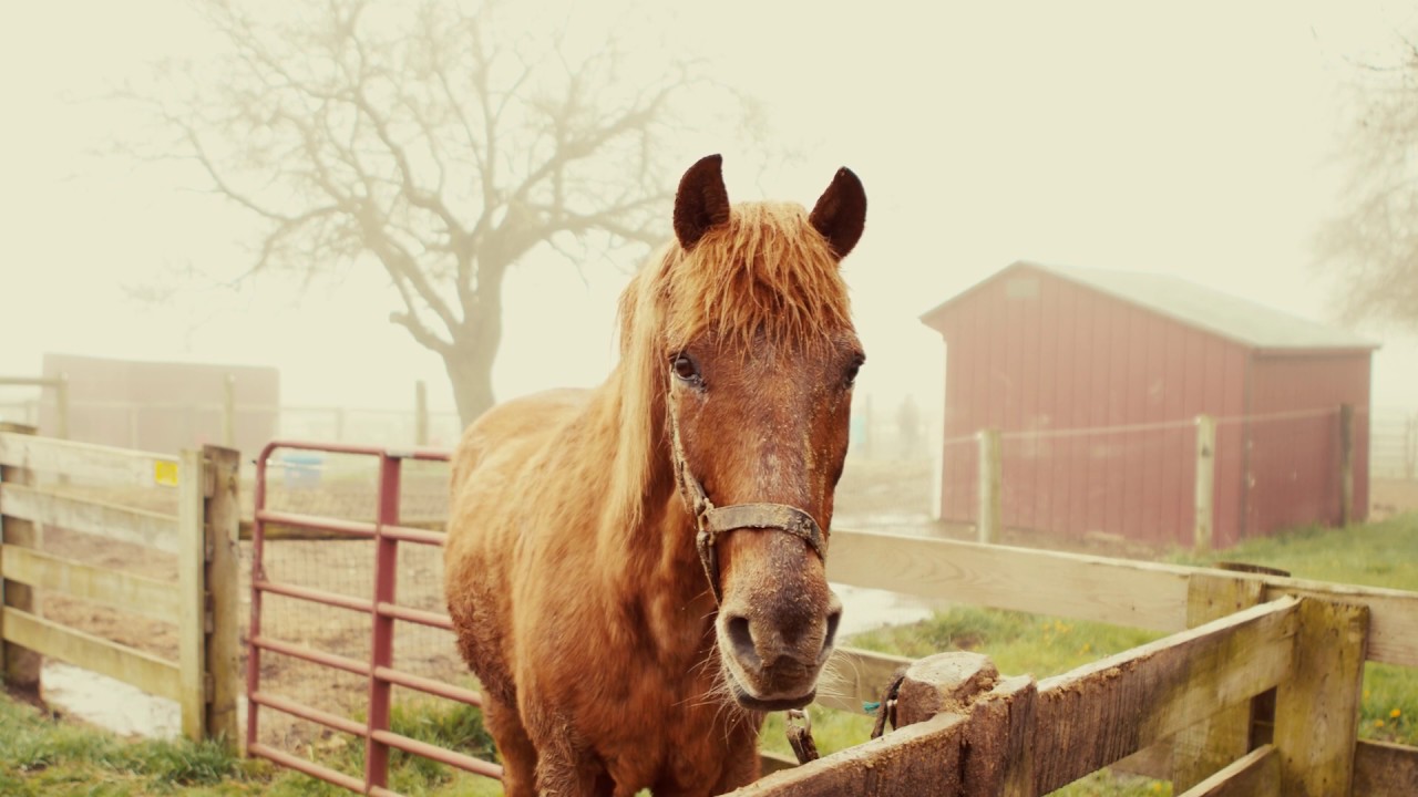 Days End Farm Horse Rescue Letters from H