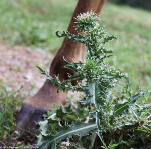 Milk thistle in a field next to a horse's hoof.