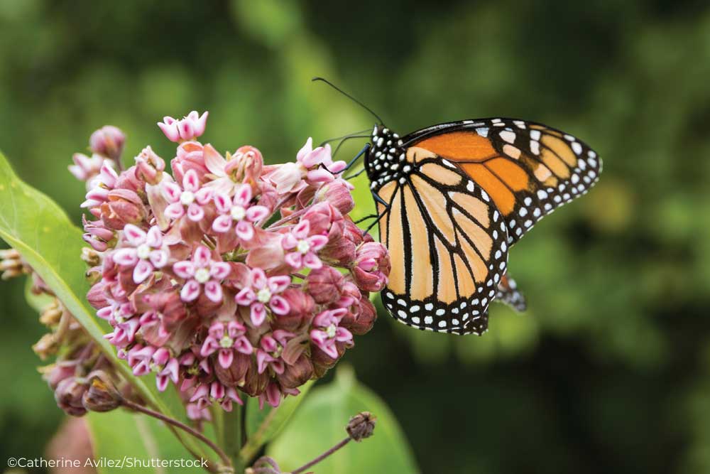 Monarch butterfly on a flowering milkweed 