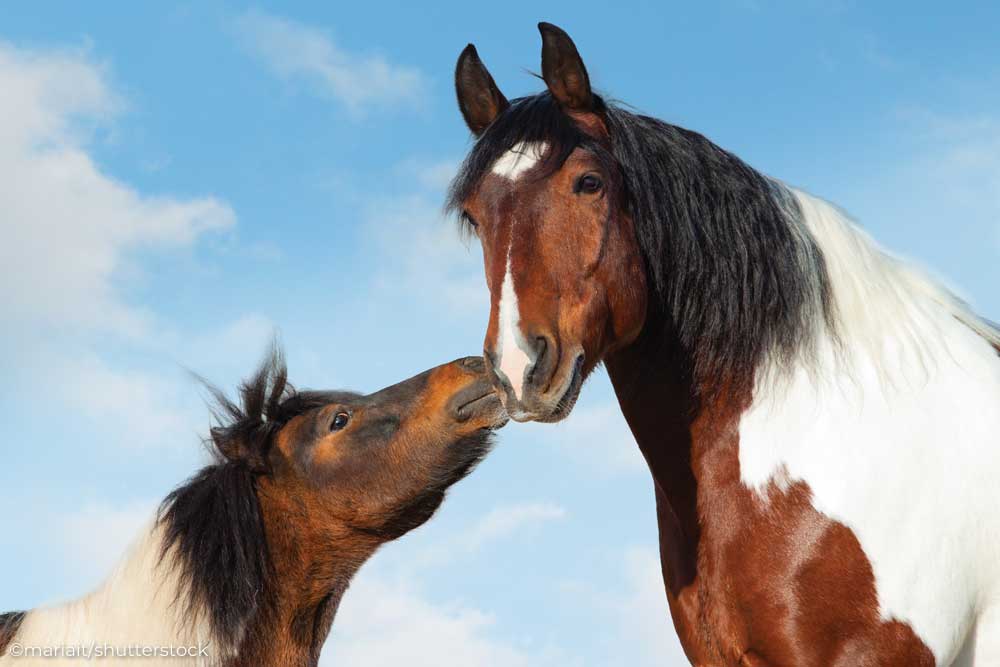 Bay and white pinto pony touching noses with a large bay and white pinto horse.